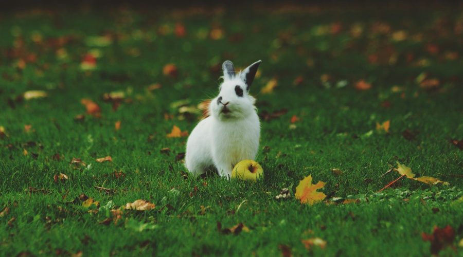 I mange mini-zoos møder man kaniner